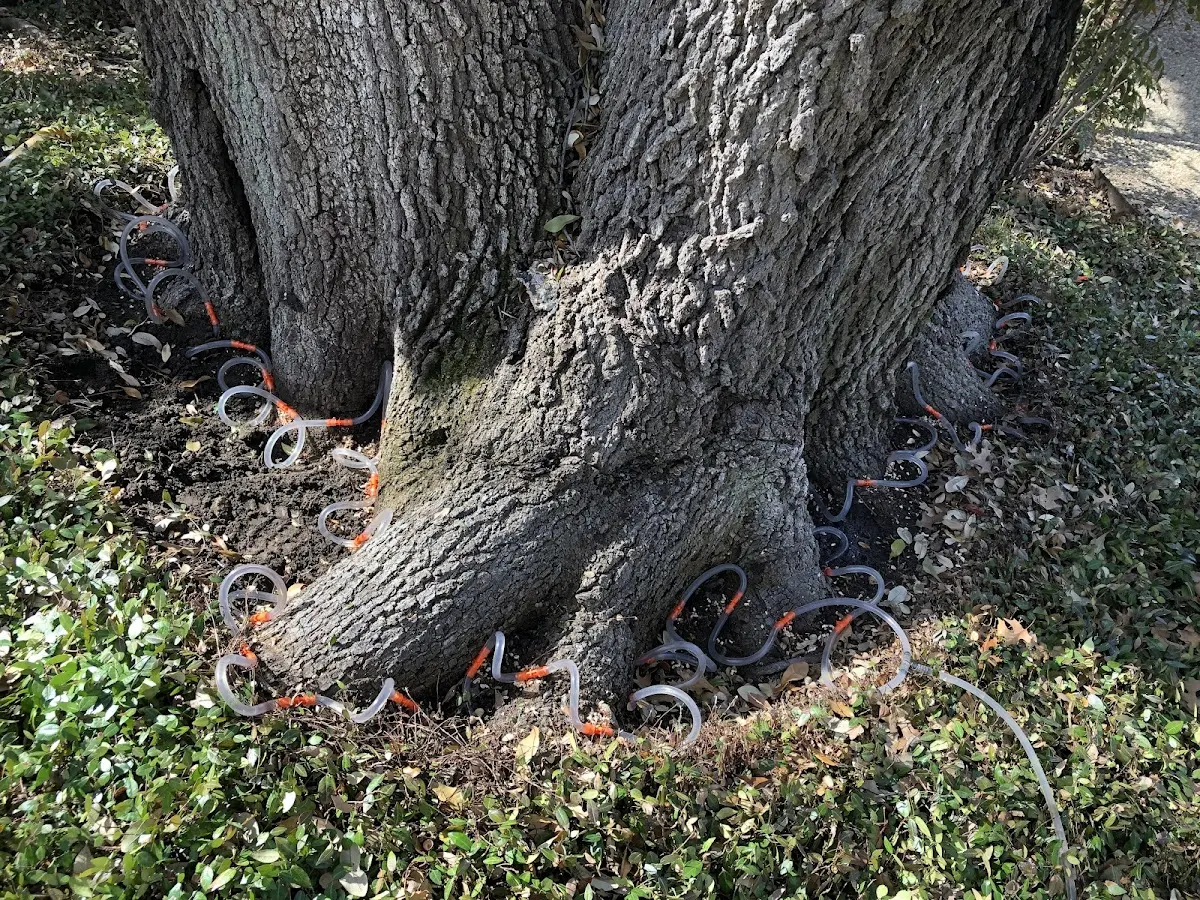 Detailed Tree Cabling and Bracing job site in New Columbia