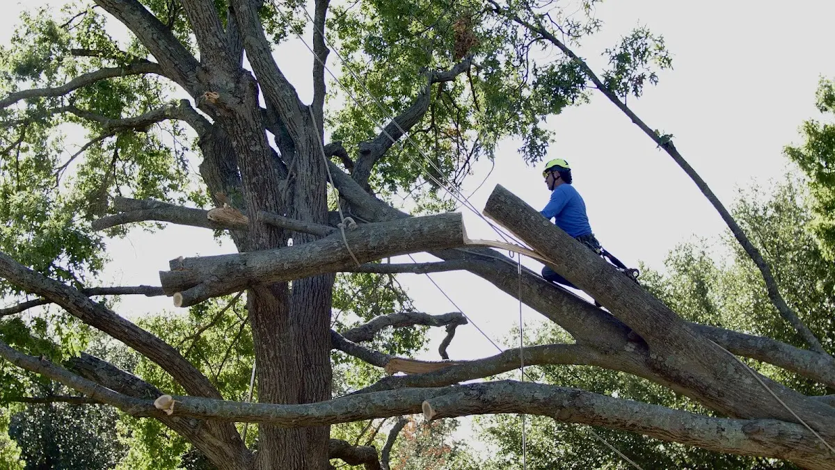 Professional Hazardous Tree Removal performed by certified arborists in New Columbia
