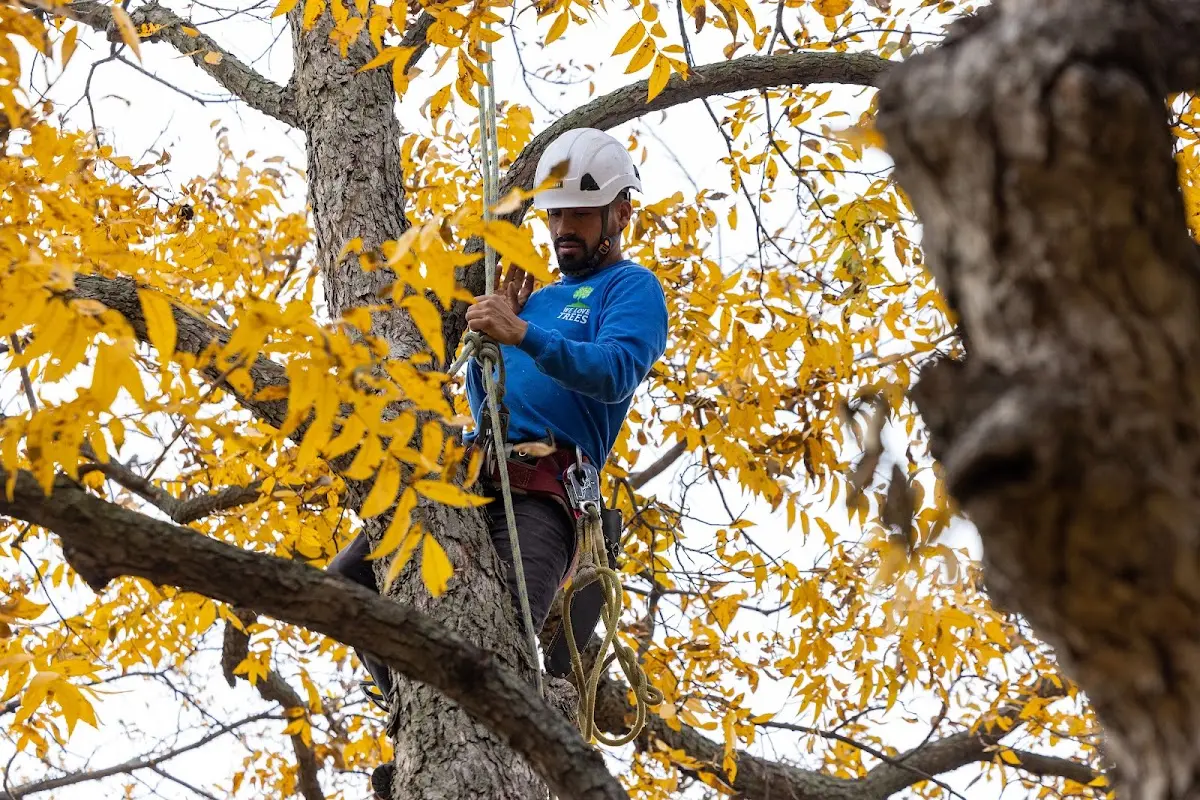 Skilled Tree Pruning crew working in New Columbia