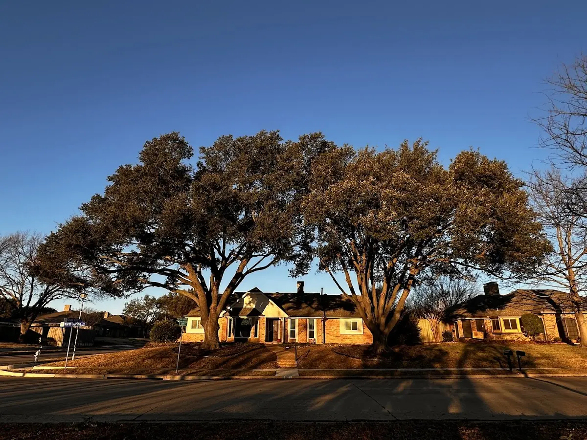 Established residential canopy tree shading a home in New Columbia